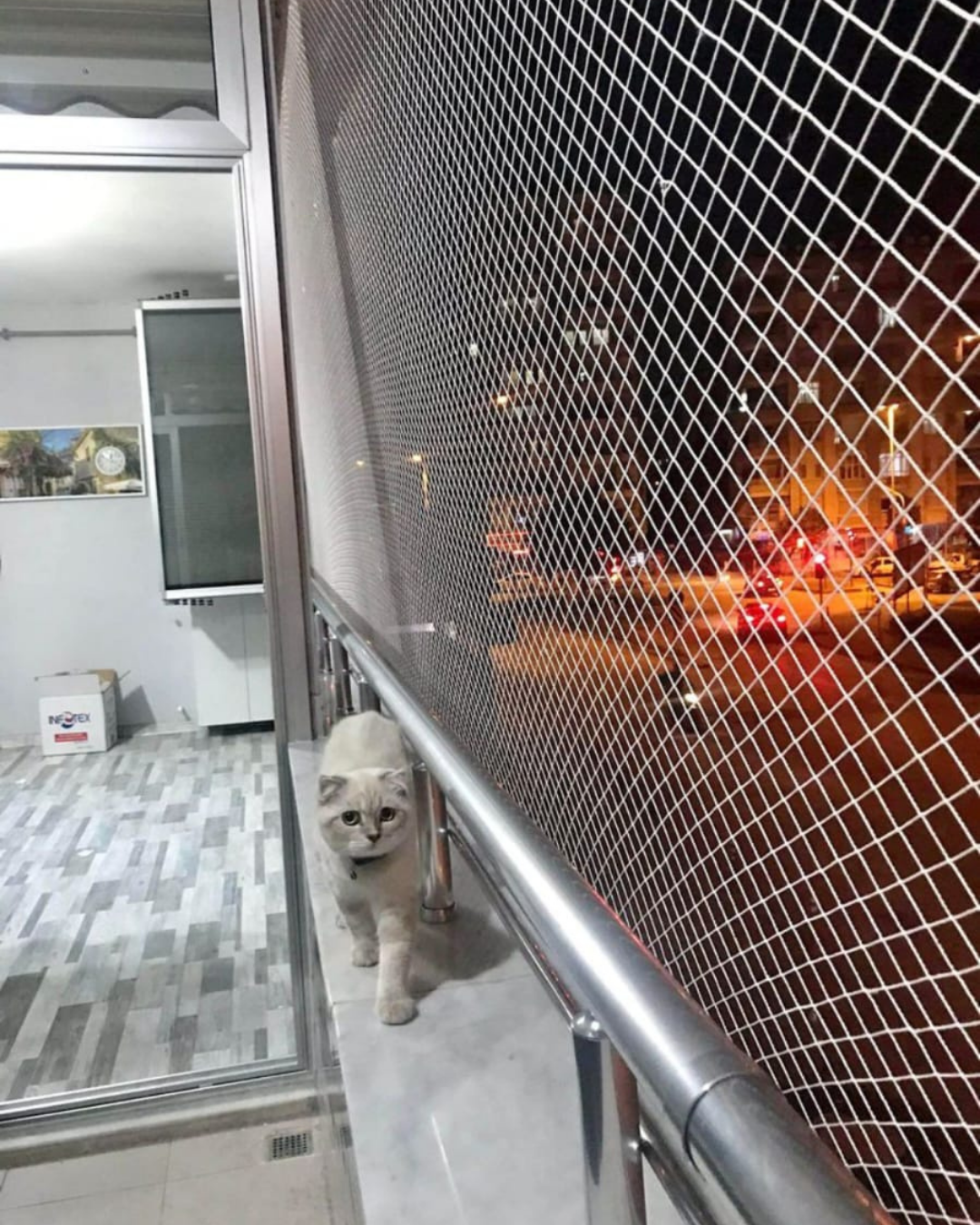 Kedi Filesi